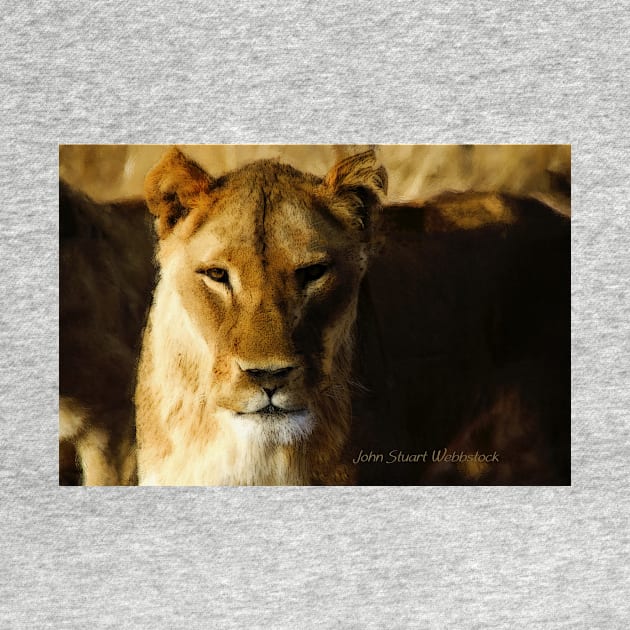 Lioness by johnwebbstock